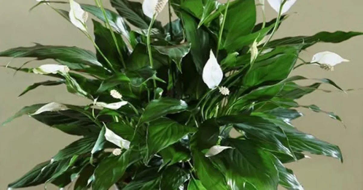 Plantele care transforma casa intr-un magnet pentru noroc si prosperitate!